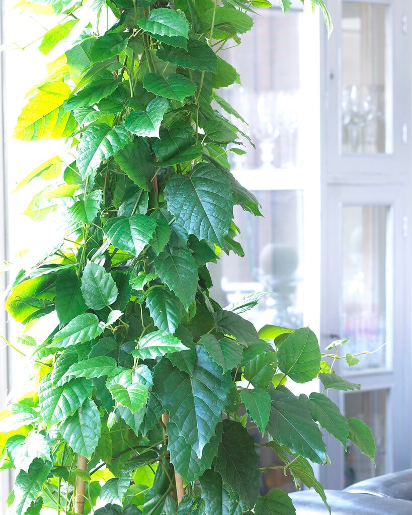 Cissus antarctica (Kangaroo Vine)