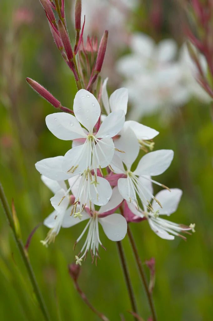 Oenothera Lindheimeri 'White' (White Gaura)