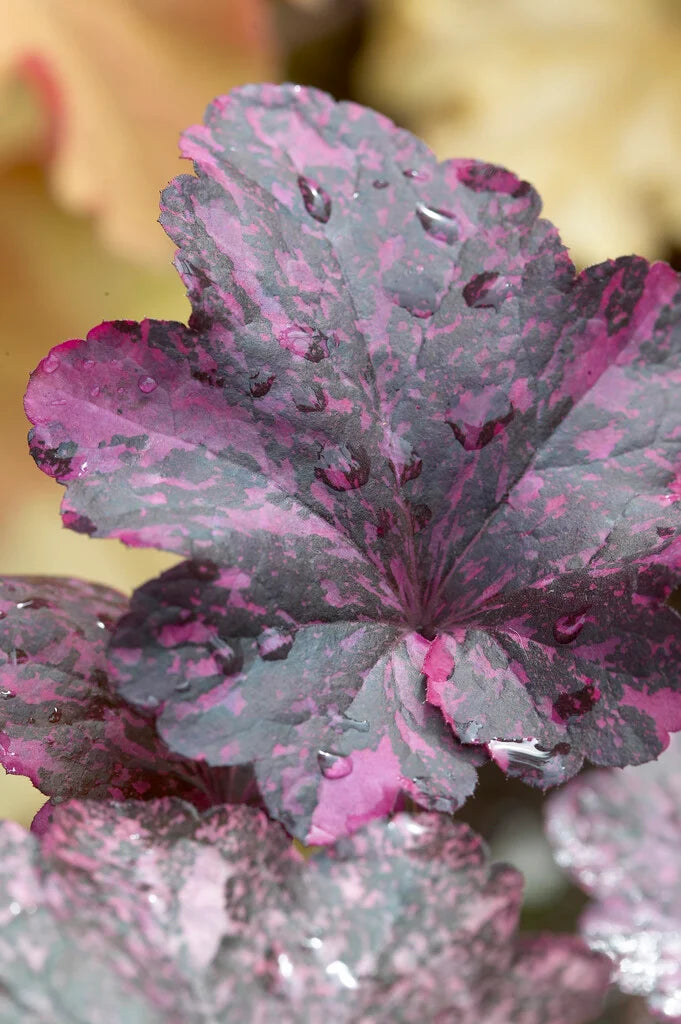 Heuchera ‘Midnight Rose’ (Coral Bells)