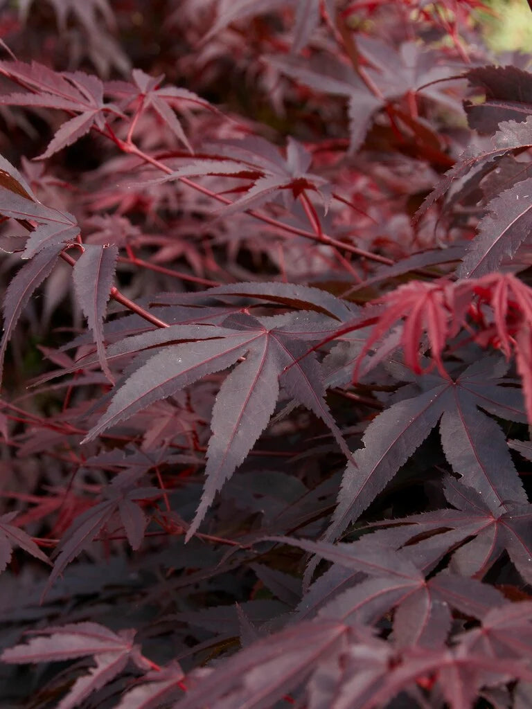 Acer Palmatum 'Pixie' (upright)