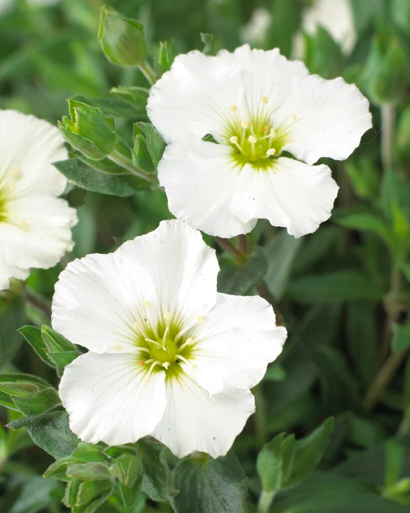 Arenaria montana ‘Blizzard’ (Mountain Sandwort)
