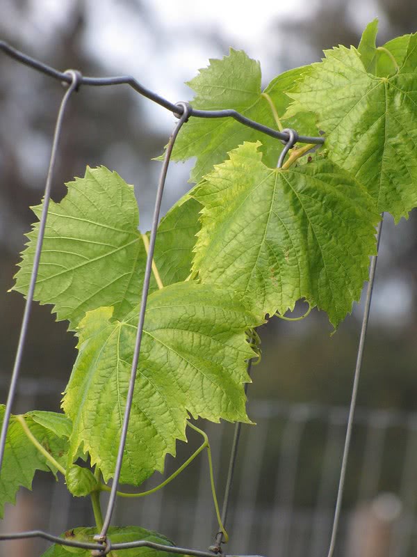 Grape – ‘Boris’ (Vitis vinifera)