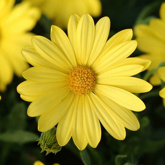 Osteospermum 'Voltage Gold' (Voltage Gold African Daisy)
