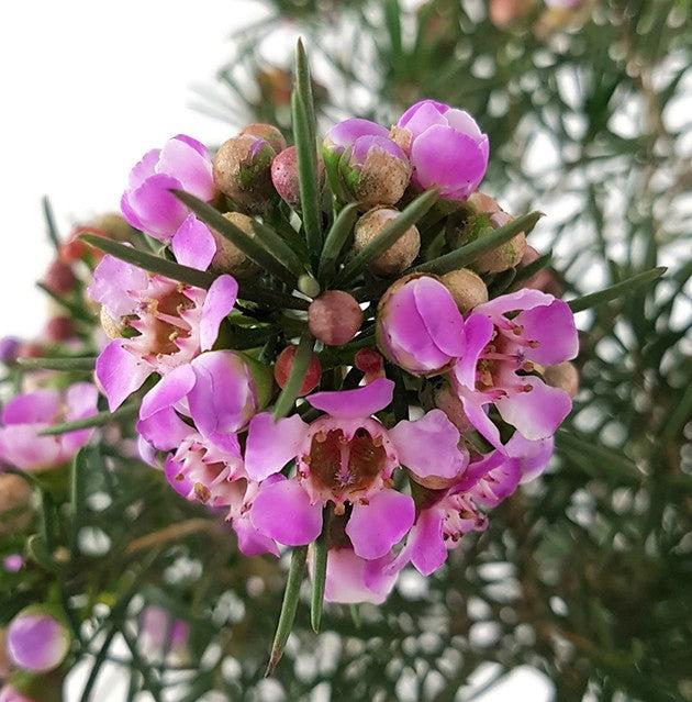 Chamelaucium ‘Jambinu Zest’ (Tucker Bush™ Geraldton Wax)
