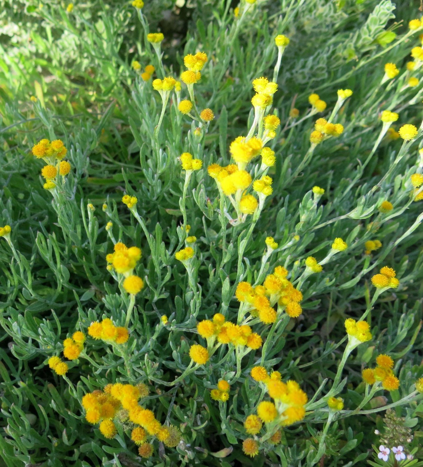 Chrysocephalum Apiculatum ‘CAP07’ Aussie Reflection™ (Aussie Reflection Yellow Buttons)