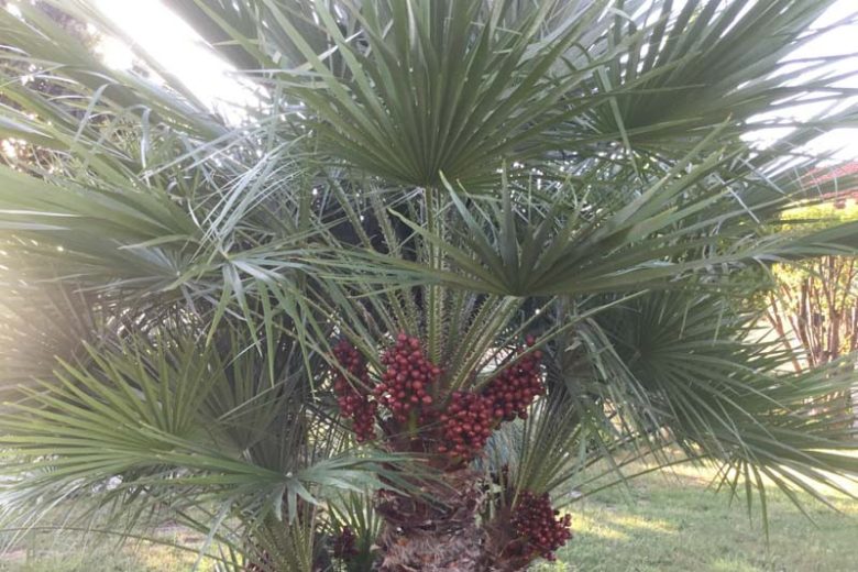 Chamaerops humilis (European Fan Palm)