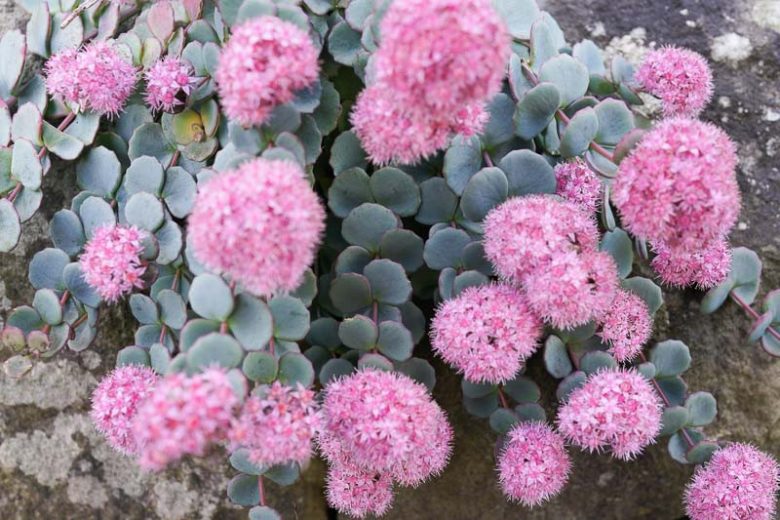 Sedum sieboldii (October Daphne)