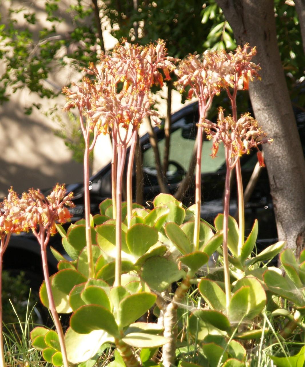Cotyledon Macrantha (Paddle Plant)