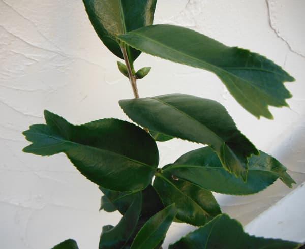 Camellia Japonica Kingyo-Tsubaki (Fishtail Camellia)