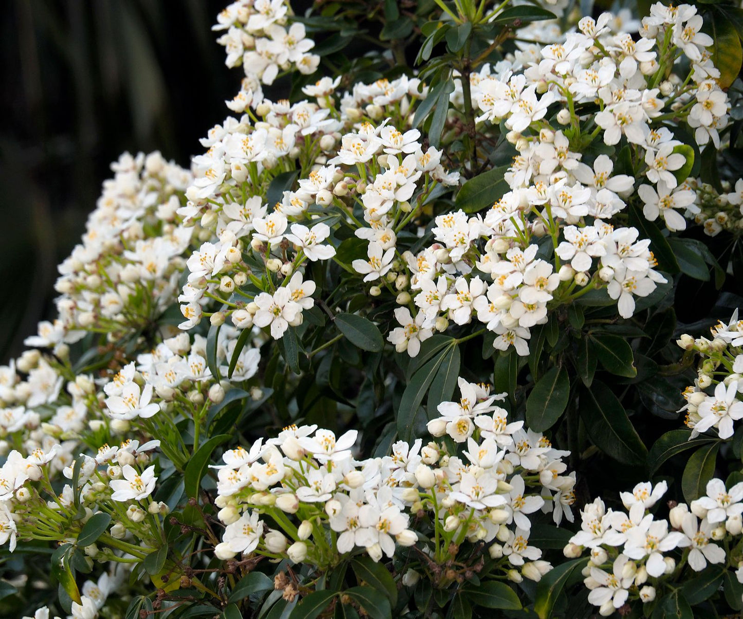Choisya Ternata (Mexican Orange Blossom)