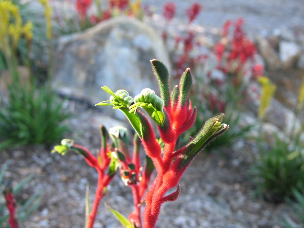 Anigozanthos Hybrid ‘Bush Dance’ (Kangaroo Paw ‘Bush Dance’)
