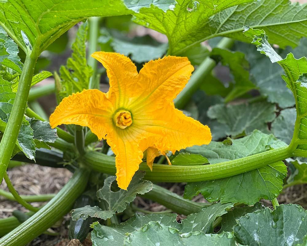 Cucurbita pepo (Zucchini Flowers)