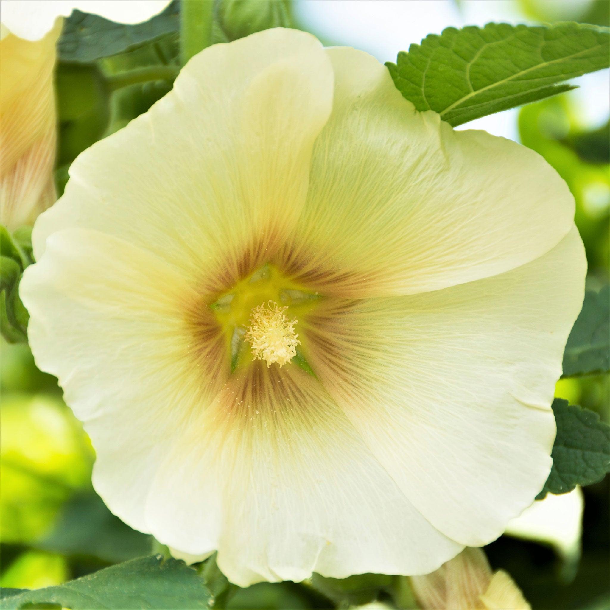 Alcea Rosea Annua 'Spring Lemon' (Hollyhock Spring Lemon)