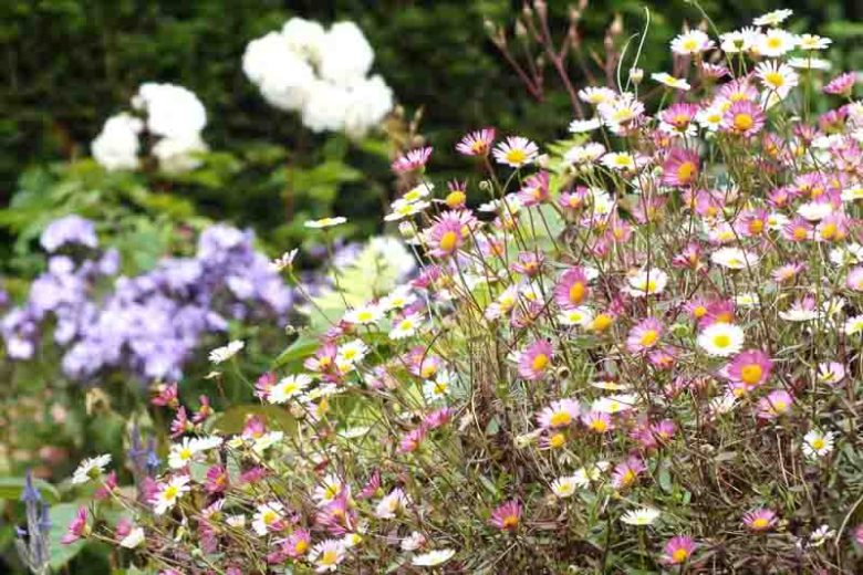 Erigeron karvinskianus (Mexican Fleabane)