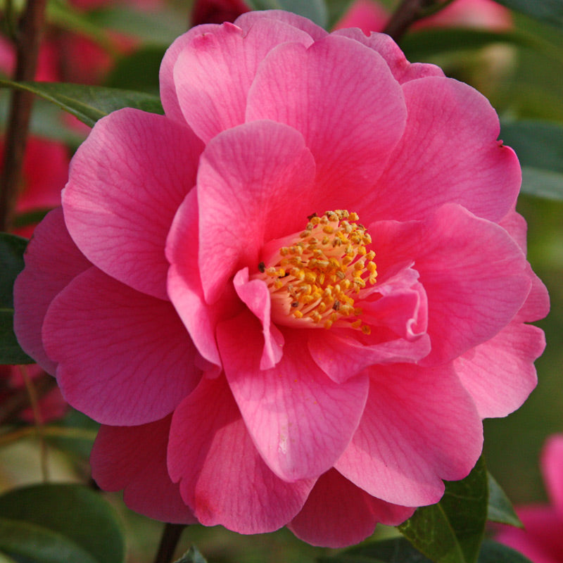 Camellia ‘Waltz Time’
