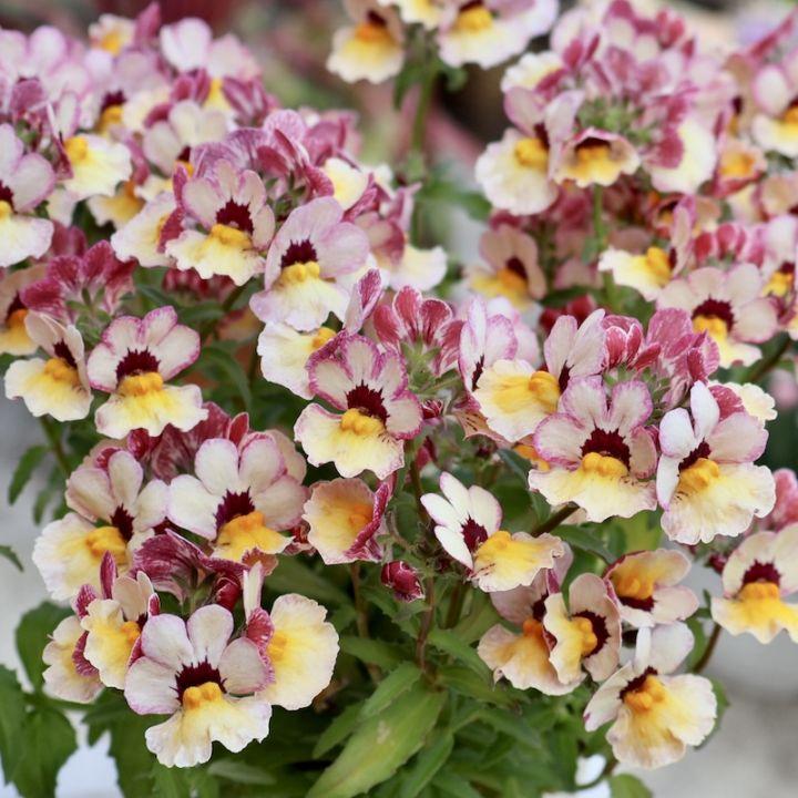 Nemesia 'Bananaberry' (Bananaberry Nemesia)
