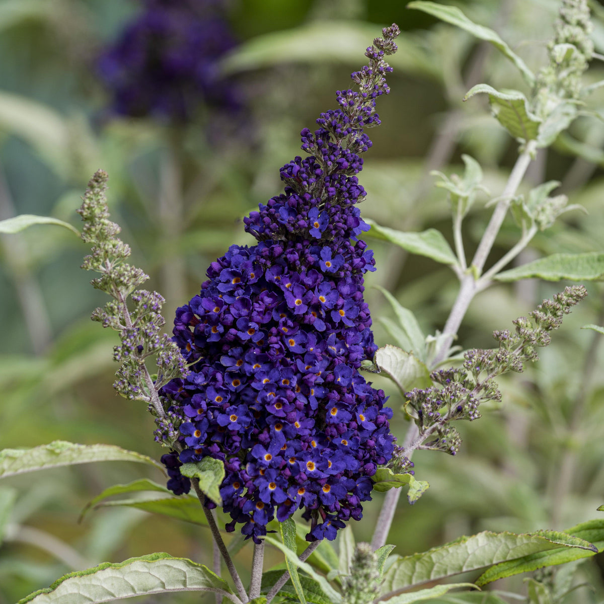 Buddleja davidii ‘Buzz® Midnight’ (Dwarf Butterfly Bush)