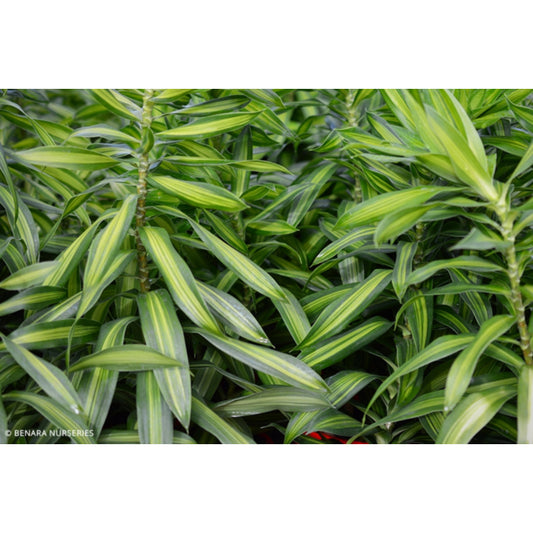Dracaena reflexa 'Malay Stripe' (Malay Stripe / Song of India)
