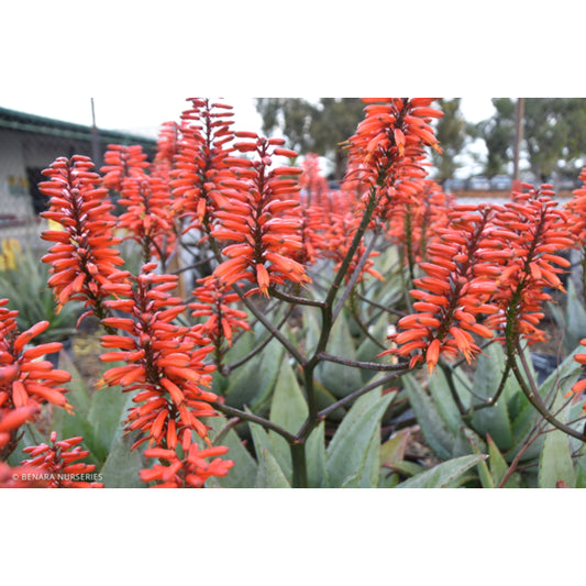 Aloe hybrid (LEO 0002) Big Red™ (Big Red Aloe)