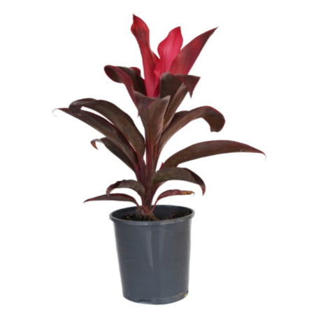 Cordyline Fruticosa (Ruby)