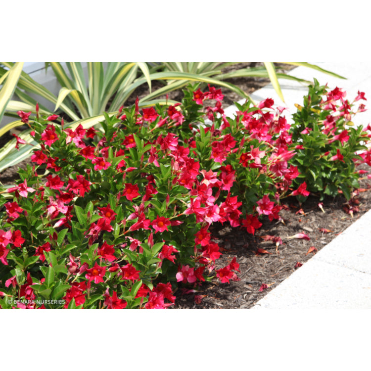 Mandevilla Sun Parasol® ‘Classic Crimson Fantasy’