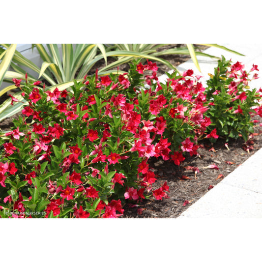 Mandevilla Sun Parasol® ‘Classic Crimson Fantasy’