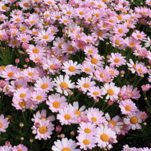 Argyranthemum Summit Pink 'Federation Daisy'