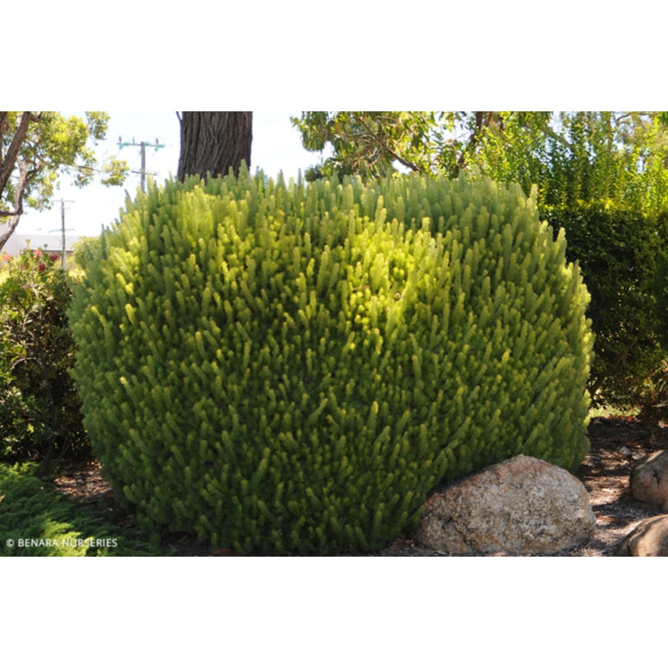 Adenanthos sericeus 'Pencil Perfect' (Woolly Bush)