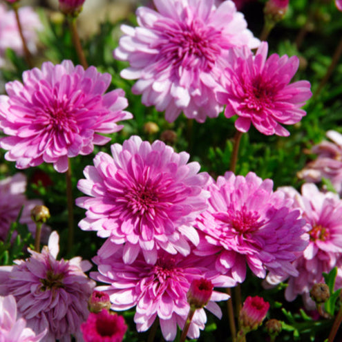 Argyranthemum frutescens (Argyranthemum Sunday Best)