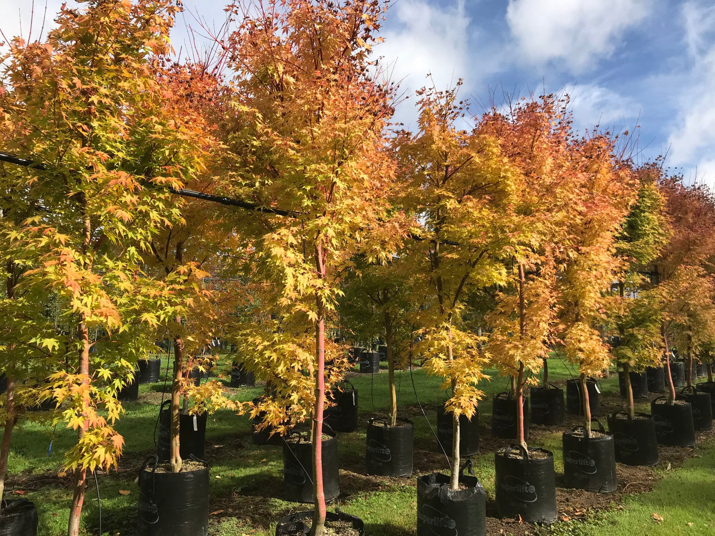 Acer palmatum 'Senkaki' (Coral Bark Maple)