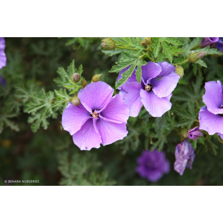 Alyogyne huegelii ‘West Coast Gem’ (Native Hibiscus)