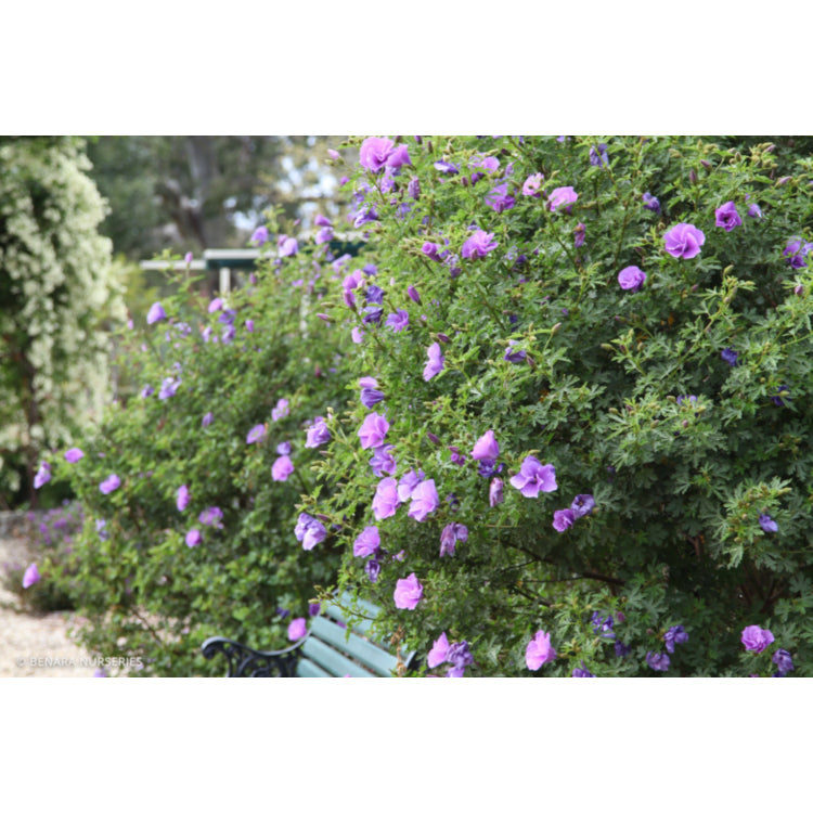 Alyogyne huegelii ‘West Coast Gem’ (Native Hibiscus)