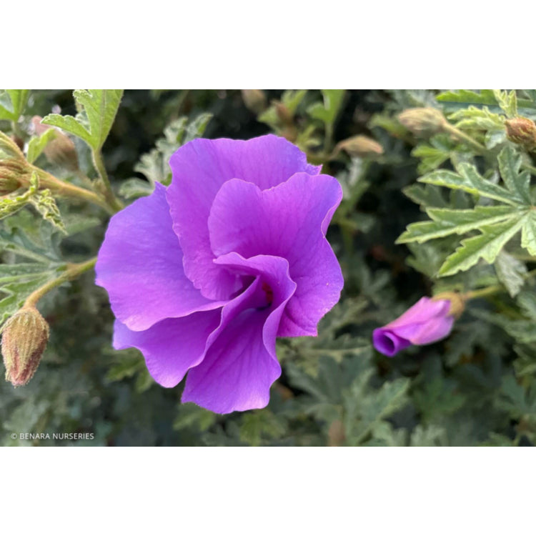 Alyogyne huegelii ‘West Coast Gem’ (Native Hibiscus)