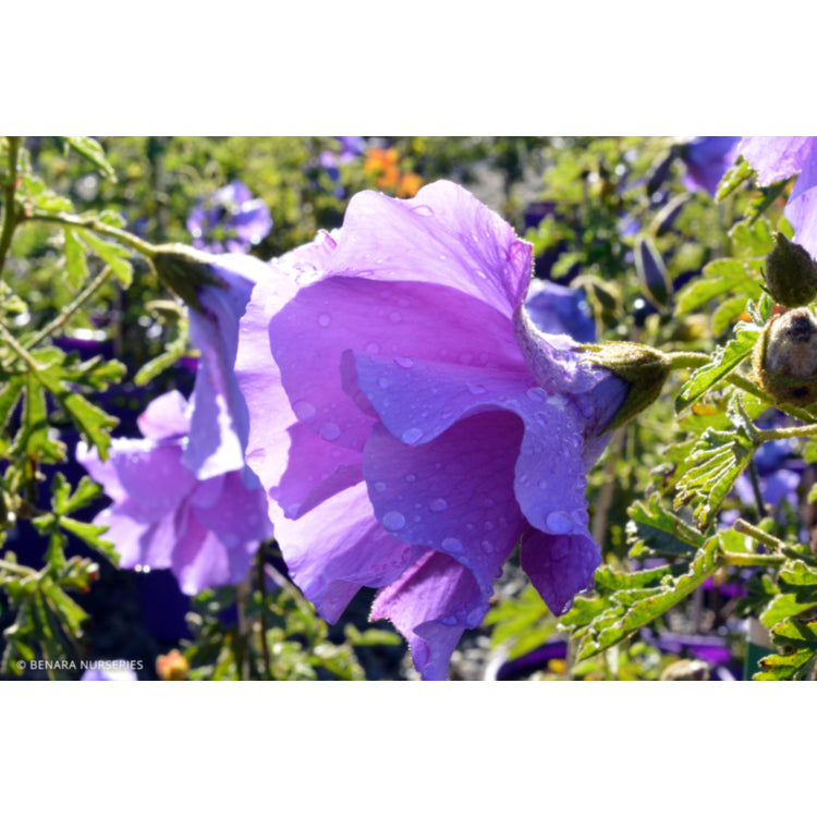 Alyogyne huegelii ‘West Coast Gem’ (Native Hibiscus)