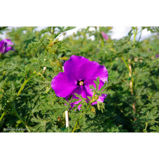 Alyogyne huegelii ‘West Coast Gem’ (Native Hibiscus)