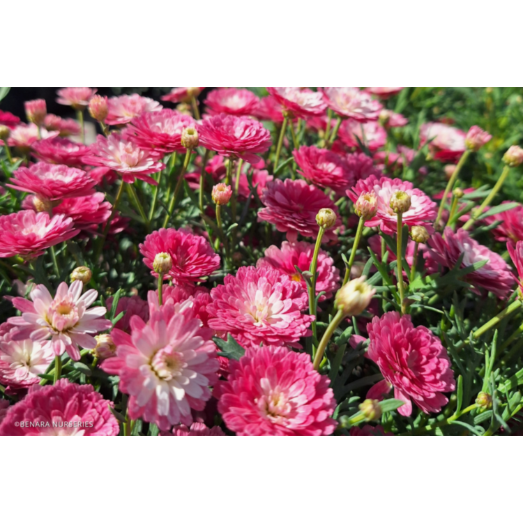 Argyranthemum frutescens ‘Honey Bees Fancy Pink Posy’ (Federation Daisy)
