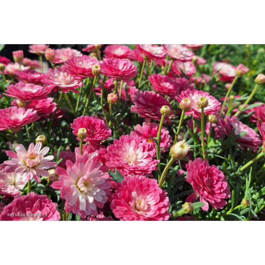 Argyranthemum frutescens ‘Honey Bees Fancy Pink Posy’ (Federation Daisy)