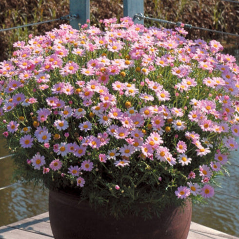 Argyranthemum Summit Pink 'Federation Daisy'