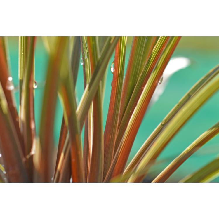 Cordyline australis 'Peko' (Peko)