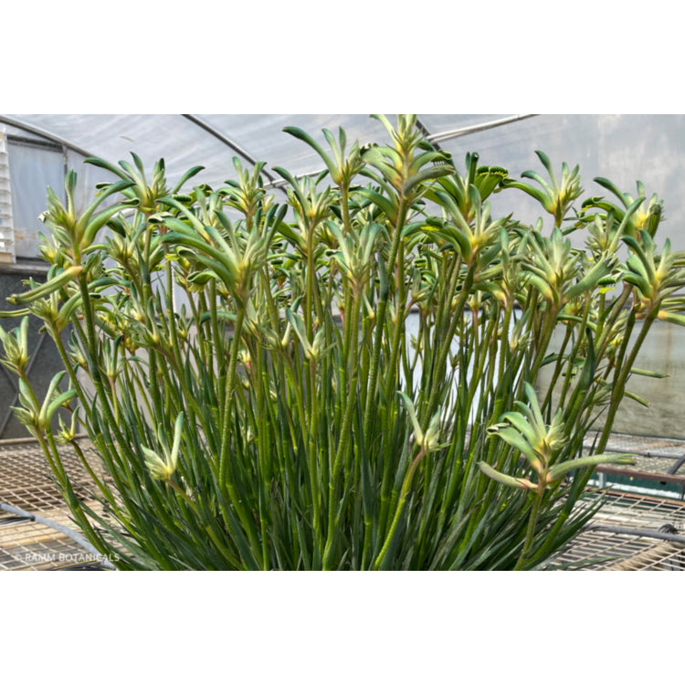 Anigozanthos 'Celebrations Aussie Spirit' (Aussie Spirit Kangaroo Paw)