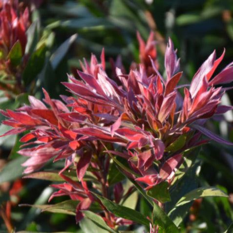 Callistemon Citrinus (Red Rocket Bottlebrush)