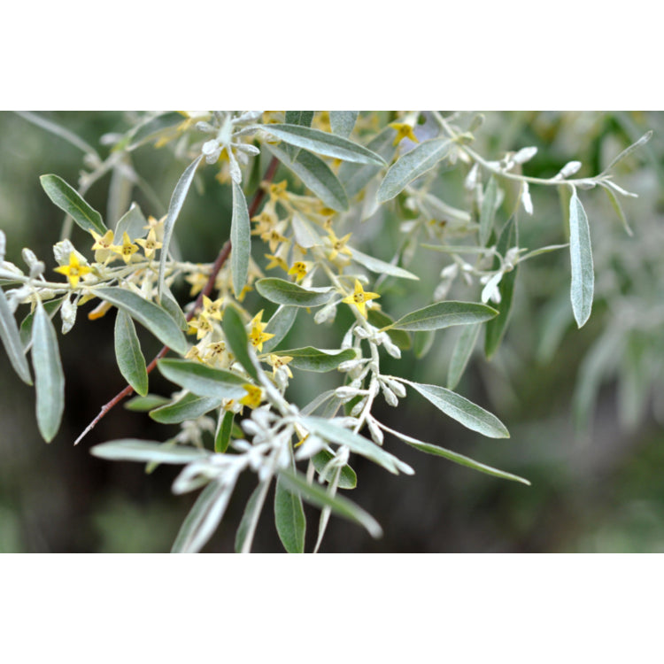 Olea europaea Verdale (Verdale Olive)