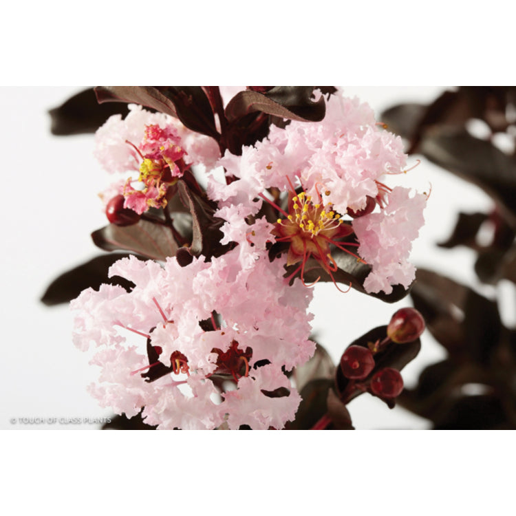 Lagerstroemia indica ‘Black Diamond Blush’ (Blush Crepe Myrtle)