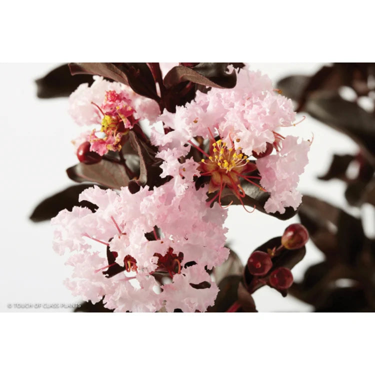 Lagerstroemia ‘Diamonds in the Dark® Blush’ – Crepe Myrtle
