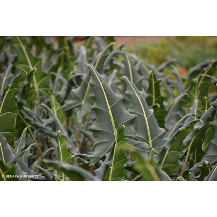 Alocasia zebrina 'Sarian' (Upright Elephant Ear)
