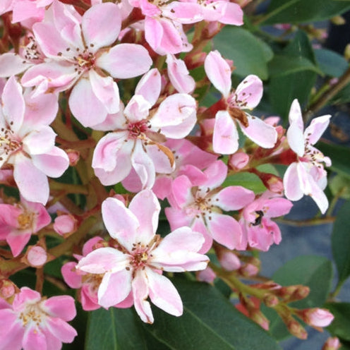 Rhaphiolepis indica ‘Rapopink’ (Oriental Pink™ Indian Hawthorn)