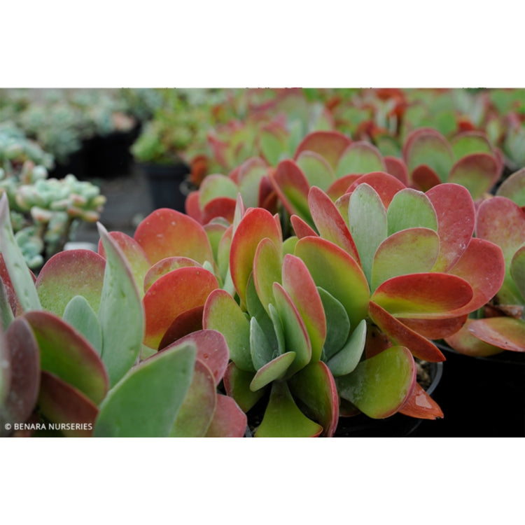 Kalanchoe thyrsiflora ‘Bronze Sculpture’ (Flapjacks)