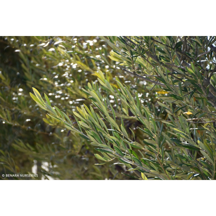 Olea europaea Nevadillo Blanco (Nevadillo Blanco Olive)