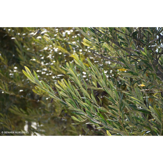 Olea europaea Nevadillo Blanco (Nevadillo Blanco Olive)