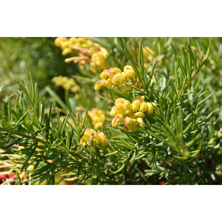 Grevillea ‘Lemon Daze’